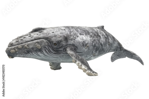 gray whale with barnacles attached, migratory signs, clean 
