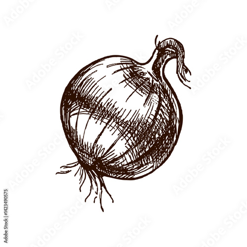 Hand drawn vintage sketch of whole onion vegetable with sprout in rustic engraving style