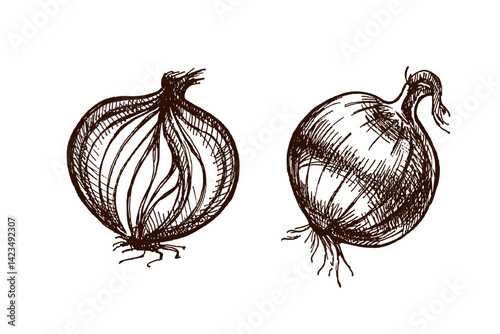 Hand drawn vintage sketch of whole and cut onion bulb in engraving style, isolated vector illustration