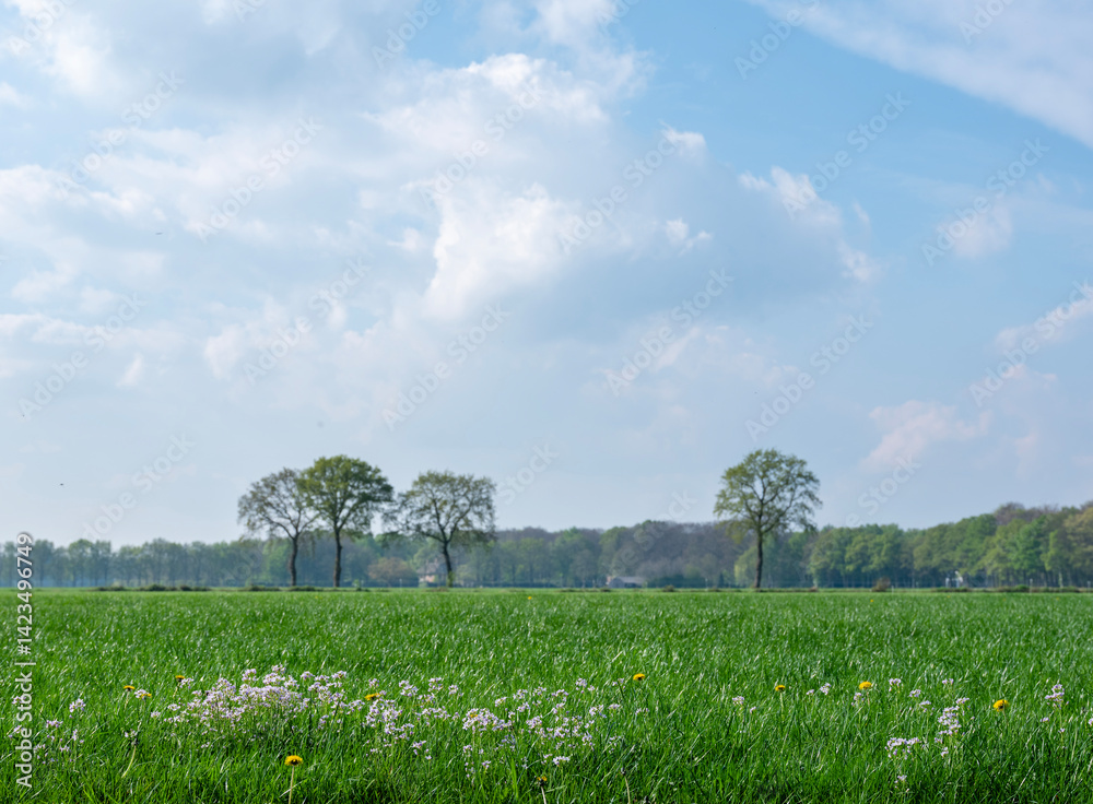 pentecostal flowers near oak trees in spring under blue sky near utrecht in the netherlands