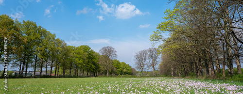 pentecostal flowers near oak trees in spring under blue sky near utrecht in the netherlands