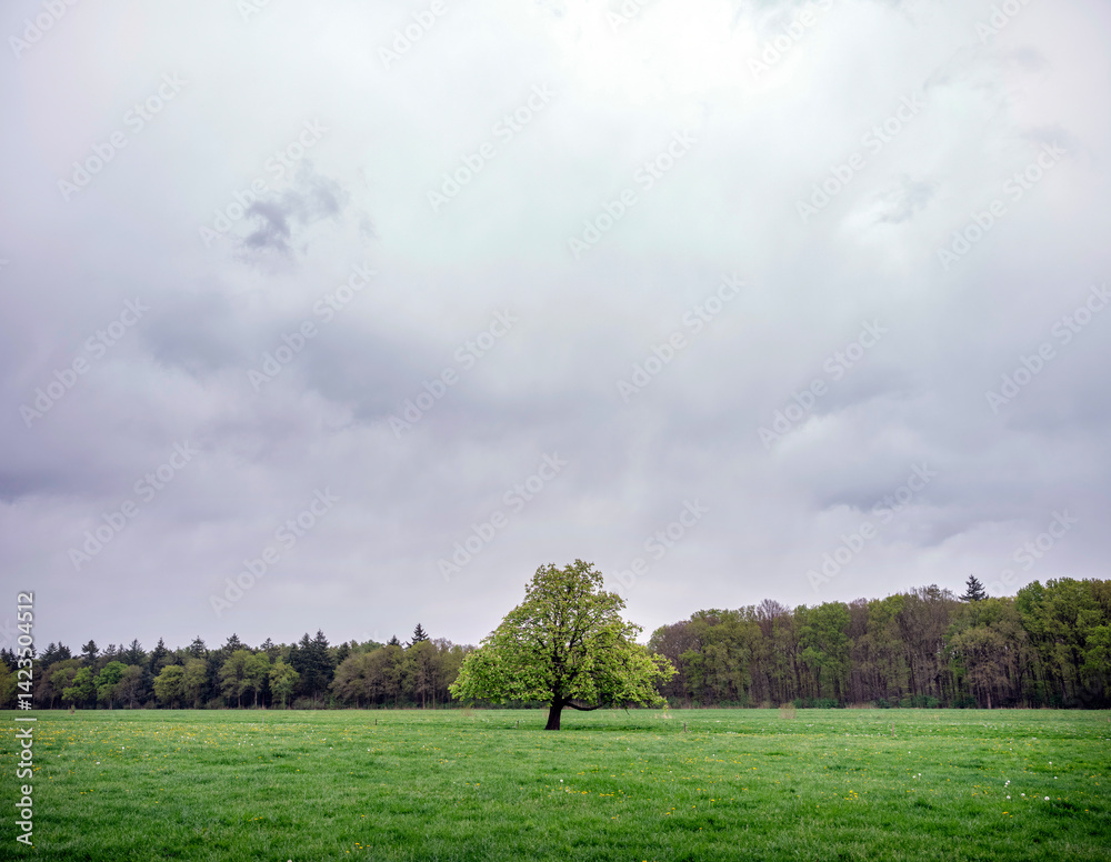 Fototapeta premium meadow with chestnut tree and flowers in the netherlands near utrecht
