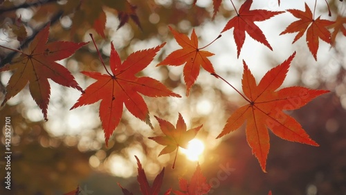 Autumn leaves on branches during sunset.