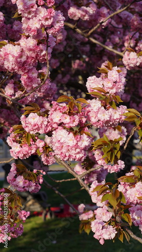 Kirschblüten, japanische Zierkirsche