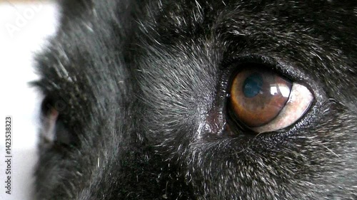The eyes of a black dog, the gaze of a doggie expressive. A close-up view of an animal.