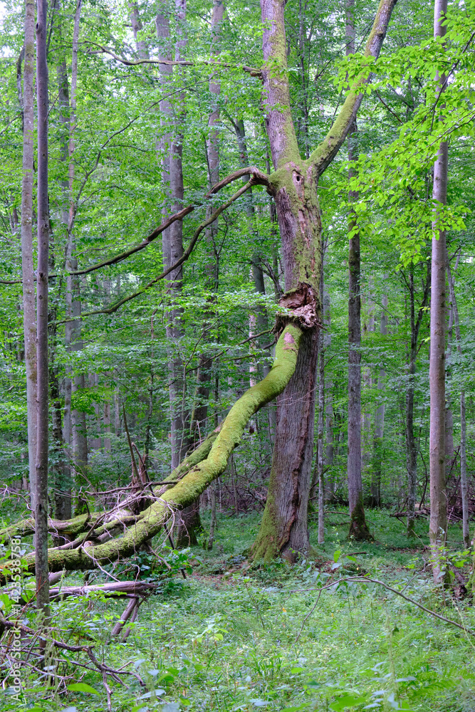 Late summer rich deciduous stand with old trees and lush foliage