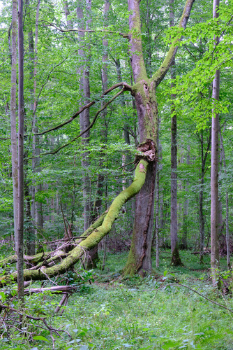 Obraz na płótnie Late summer rich deciduous stand with old trees and lush foliage w salonie