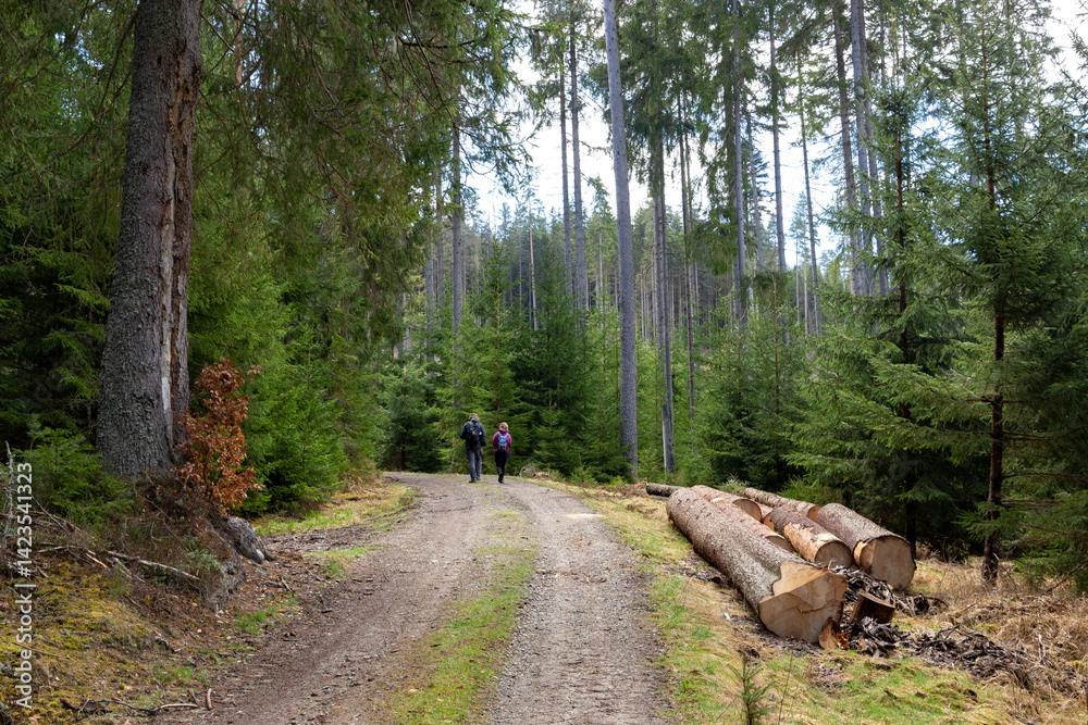 Tourists on a forest road in the Sumava Mountains