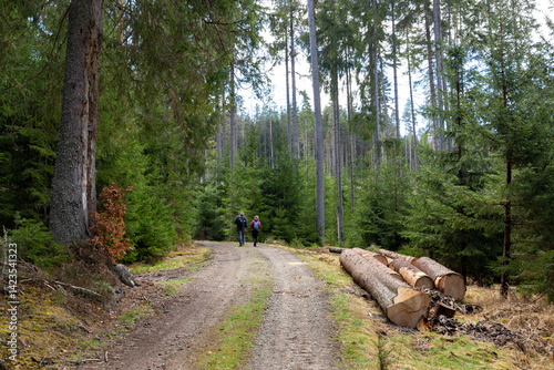 Obraz na płótnie Tourists on a forest road in the Sumava Mountains w salonie