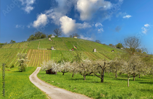 Vineyards with small vineyard houses and flowering fruit trees in spring in Baden Wuerttemberg photo