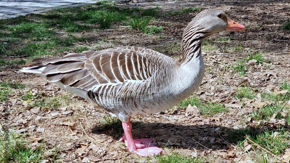 goose