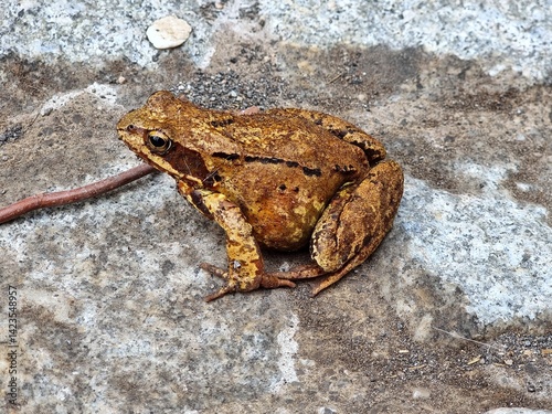 frog