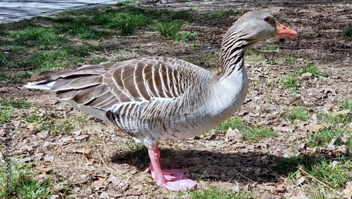 Obraz na płótnie goose w salonie