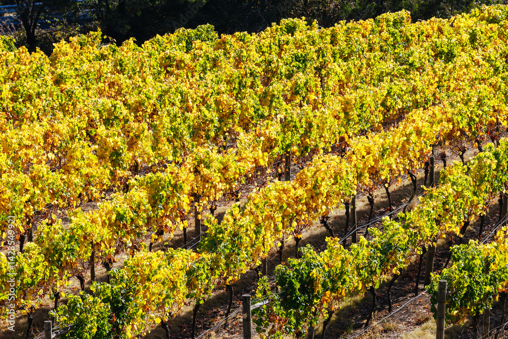 Tamar Valley Vineyard and Landscape in Australia