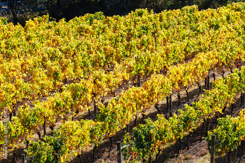 Obraz na płótnie Tamar Valley Vineyard and Landscape in Australia w salonie