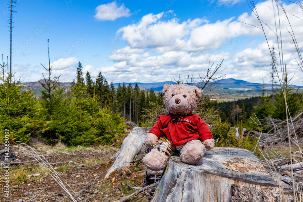 A teddy bear sitting on a tree stump in Sumava National Park, Czech Republic.