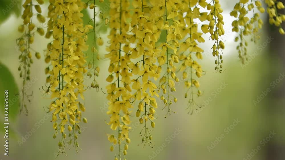 Cascading golden shower tree flowers with vibrant yellow petals hanging in natural sunlight against a blurred green background.