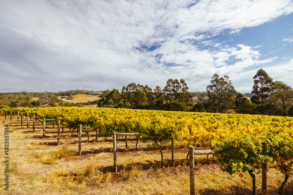 Tamar Valley Vineyard and Landscape in Australia