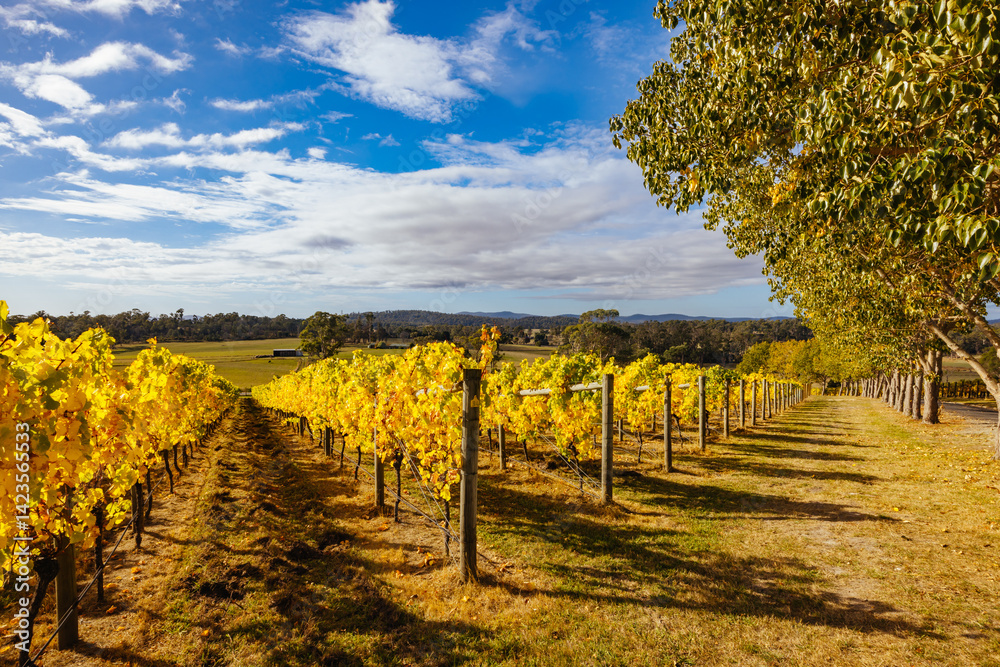 Tamar Valley Vineyard and Landscape in Australia