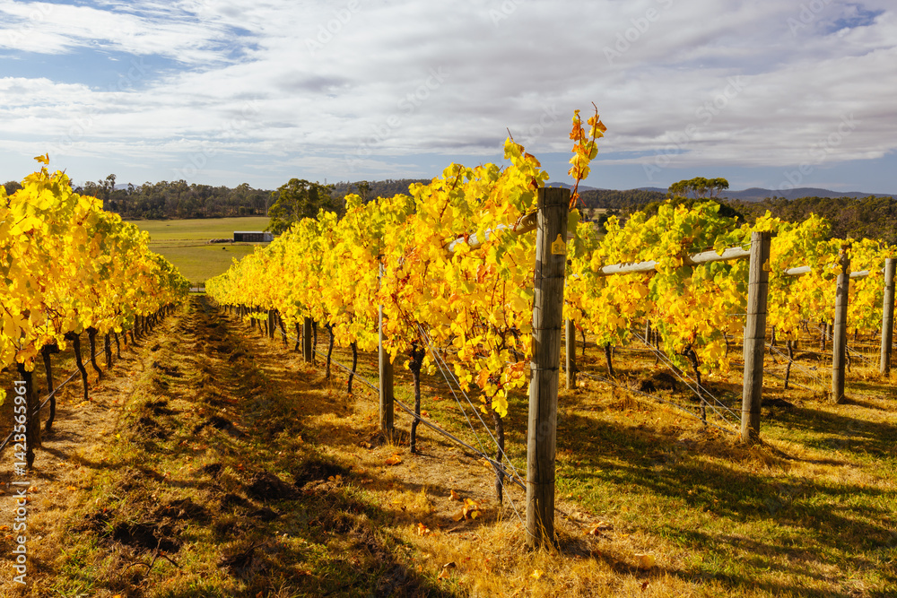 Tamar Valley Vineyard and Landscape in Australia