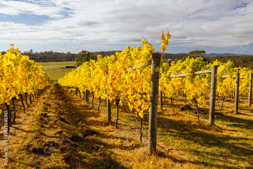 Obraz na płótnie Tamar Valley Vineyard and Landscape in Australia w salonie