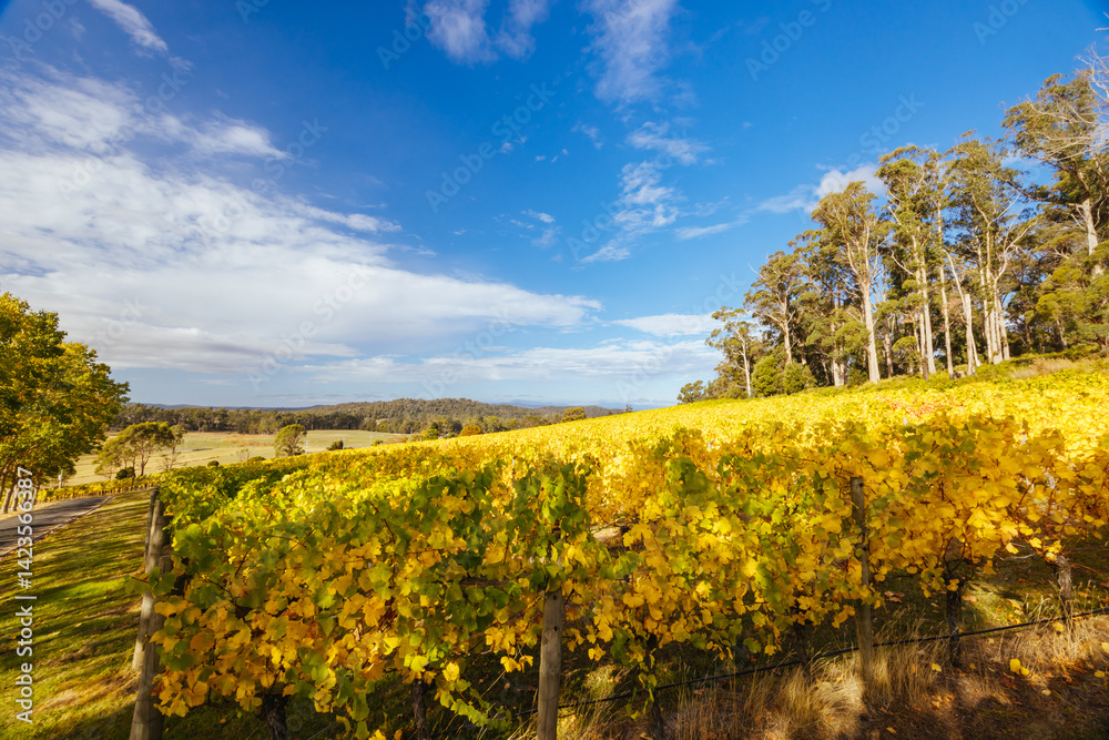 Tamar Valley Vineyard and Landscape in Australia