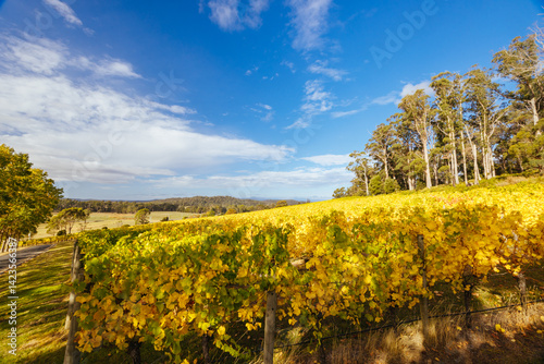 Obraz na płótnie Tamar Valley Vineyard and Landscape in Australia w salonie