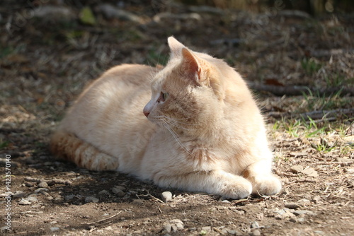 茶トラ野良猫