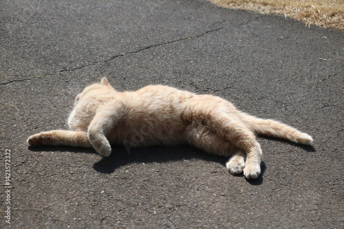 茶トラ野良猫