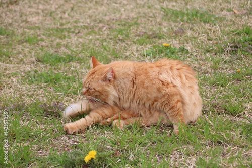茶トラ野良猫
