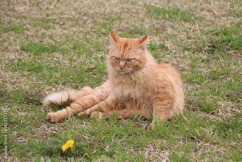 茶トラ野良猫