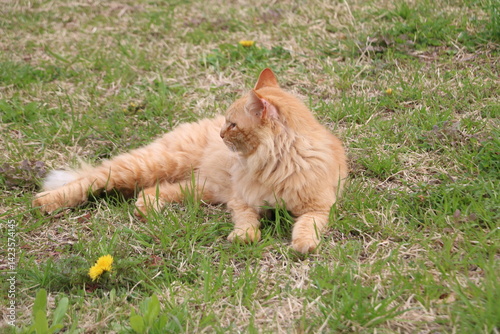 茶トラ野良猫