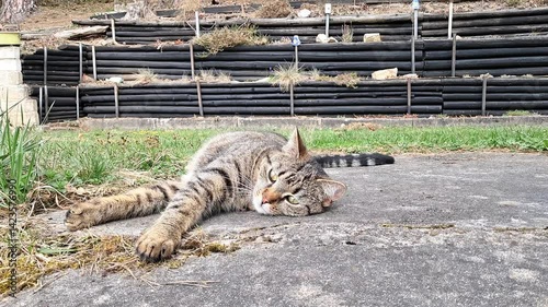 Cat enjoying a warm spring day on the farm
