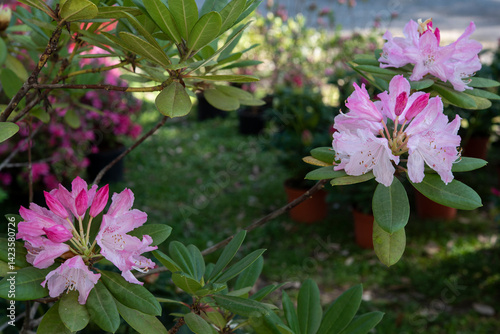 Rhododendron is a very large genus of about 1.024 species of woody plants and in the heath family Ericaceae. Springtime red blooming.