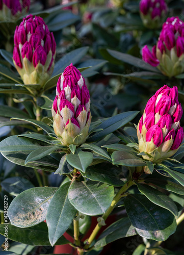 Rhododendron is a very large genus of about 1.024 species of woody plants and in the heath family Ericaceae. Springtime red blooming.