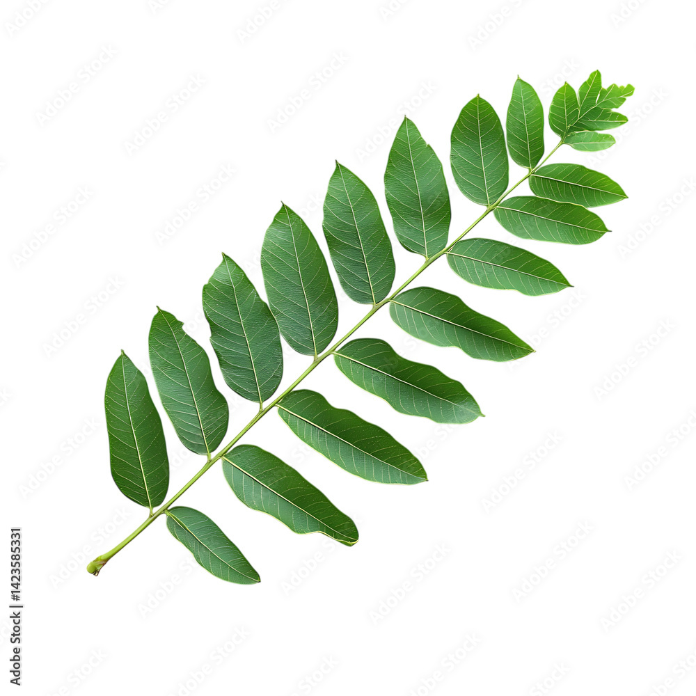 Fototapeta premium Tamarind Leaf Fresh Green Botanical Plant