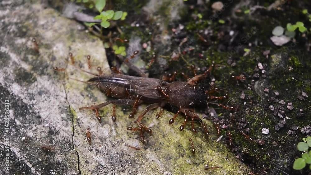 Short video, red ants working together to carry a dead animal to their nest. Short video, red ants working together to carry a dead animal to their nest.