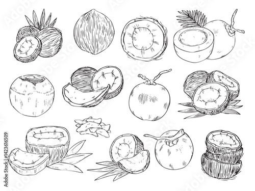 Set of hand drawn coconut outline drawing food illustration 2