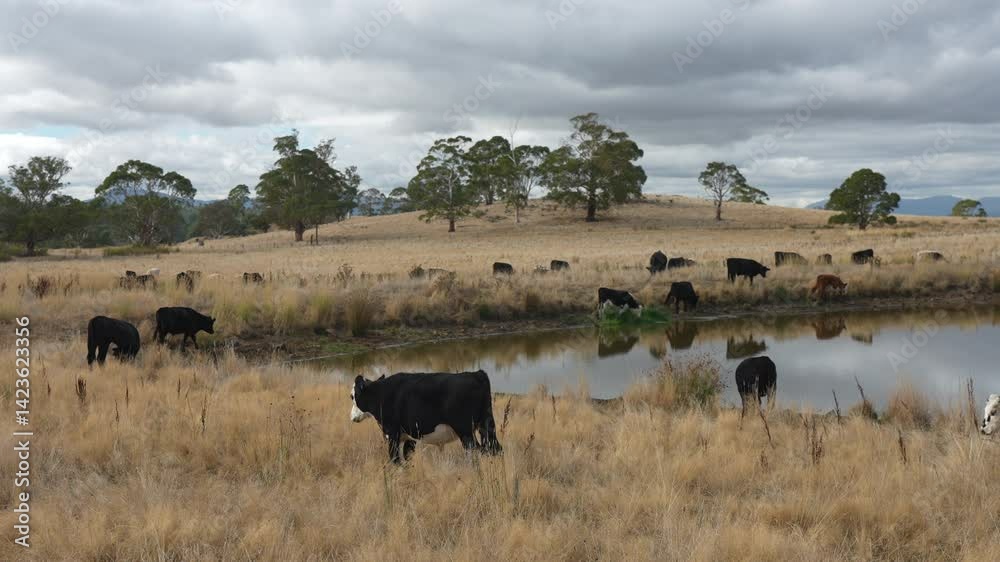beautiful cattle in Australia eating grass, grazing on pasture. Herd of cows free range beef being regenerative raised on an agricultural farm. Sustainable farming beautiful cattle in Australia eating grass, grazing on pasture. Herd of cows free range beef being regenerative raised on an agricultural farm. Sustainable farming