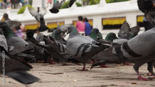 A flock of pigeons is pecking at grain food on the street in Boudhanath Buddha Stupa, Kathmandu, Nepal.