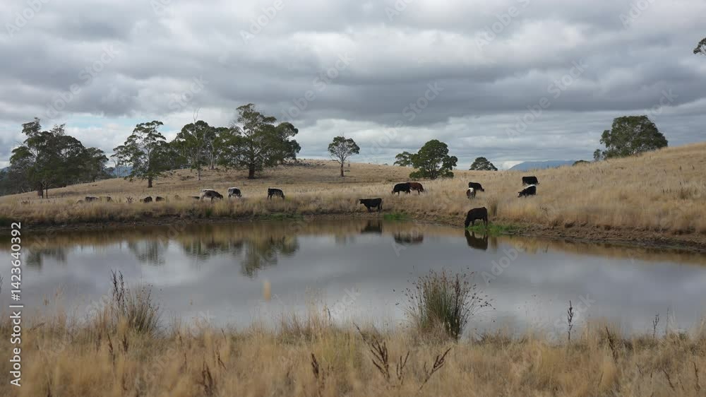beautiful cattle in Australia eating grass, grazing on pasture. Herd of cows free range beef being regenerative raised on an agricultural farm. Sustainable farming beautiful cattle in Australia eating grass, grazing on pasture. Herd of cows free range beef being regenerative raised on an agricultural farm. Sustainable farming