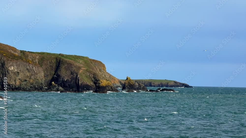 Irish Coast and nature sea birds diving on shoal of fish feeding frenzy Copper Coast Waterford Ireland Epic Locations Irish Coast and nature sea birds diving on shoal of fish feeding frenzy Copper Coast Waterford Ireland Epic Locations