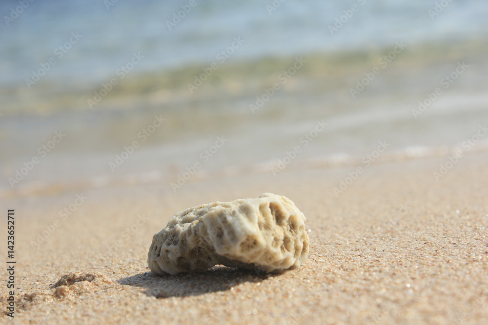 rock at the beach rock at the beach
