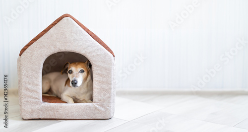 Quadro su tela Dog lying relaxed looking out of the house