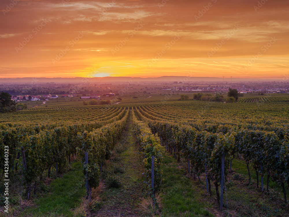 Naklejka premium sunrise over the vinyard