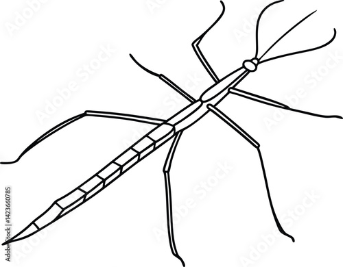 spider on a white background