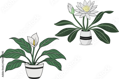 Peace Lily Plant Illustration Elegant Spathiphyllum with White Blooms