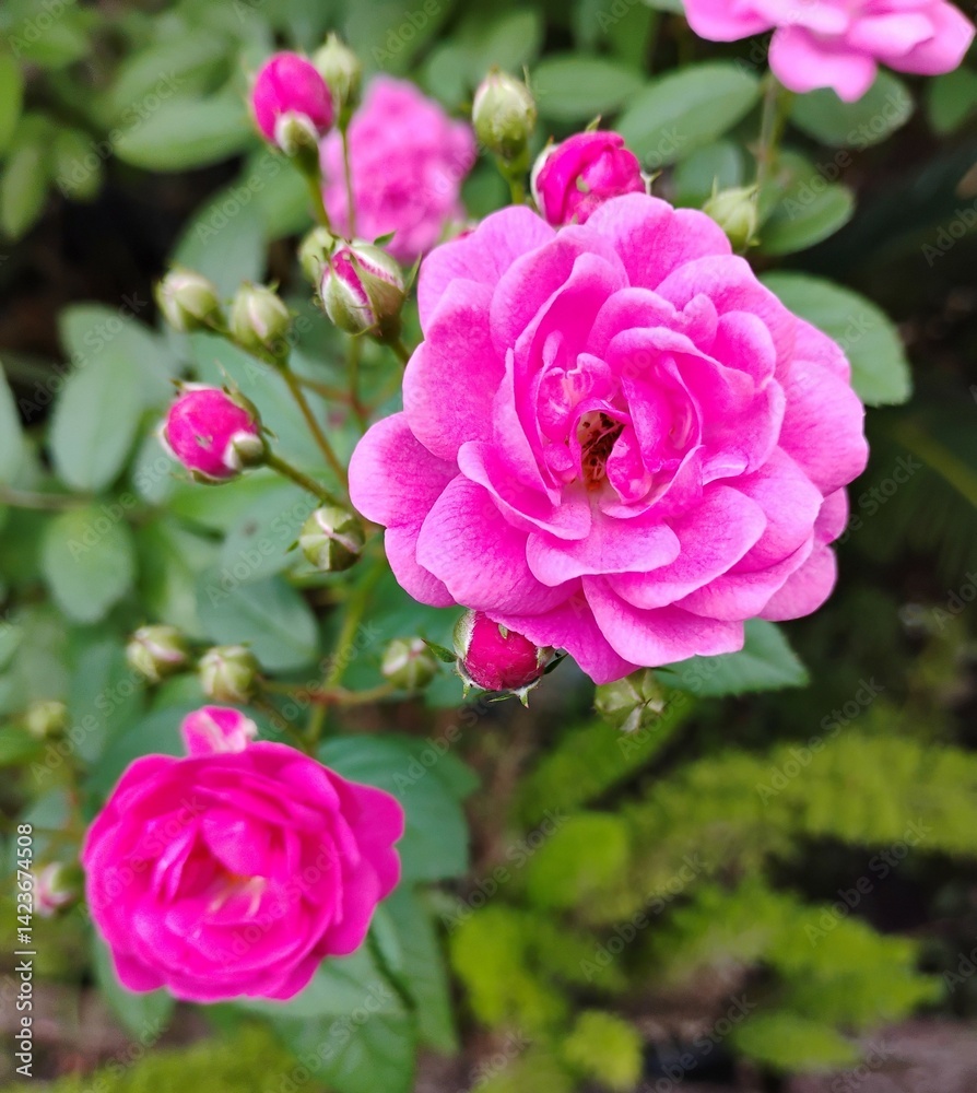Photograph of a pink rose in garden Photograph of a pink rose in garden