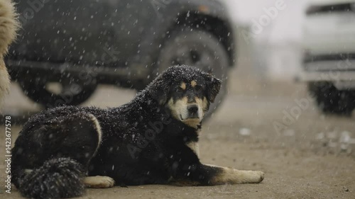 Playful Black Dog in Himalayan Snow – Breathtaking Winter in Ladakh