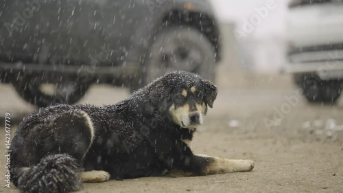 Intense Snowfall and a Happy Black Mountain Dog – Winter Vibes from Ladakh